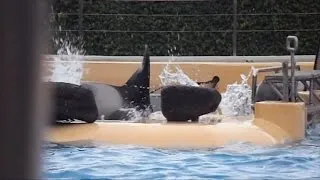 Video Of Whale Appearing To Bang Head on Metal Gate Is Causing Outrage