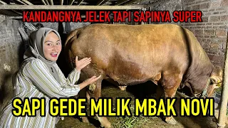 SAPI GEDE MBAK NOVI...KANDANG JELEK TAPI SAPINYA SUPER