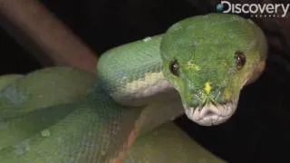 Green Tree Python