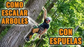 Como escalar arboles CON espuelas: Lo BASICO