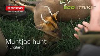 Muntjac hunting in England | Two deer in two days | Proving the effectiveness of our lead free Ammo