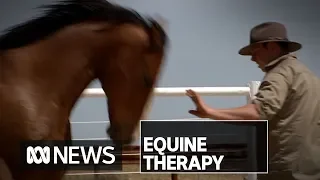 Veterans say equine therapy is helping them cope with PTSD and anxiety | ABC News