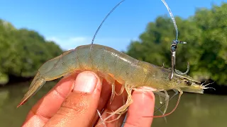 PESCA CON CAMARÓN VIVO || Pescando PARGOS.