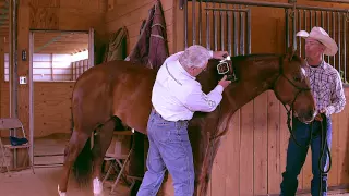 Equine Neck Massage with Equisports Massager