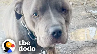 Neglected Pittie Has Special Lunch with Rescuers | The Dodo Pittie Nation