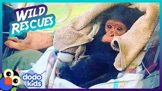 The Superheroes Who Save Bees, Baby Chimps, and Flamingoes | Dodo Kids | 10 Minutes Of Animal Videos