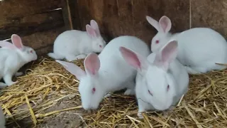 Кролики Белый Паннон