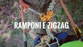 BASI di Treeclimbing - come salire su un albero con i ramponi e discesa con petzl zigzag