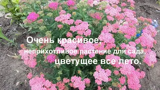 Красивое многолетнее растение, цветущее все лето. Незнакомый тысячелистник. Посадка и уход.