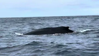 Humpback whale in Oahu