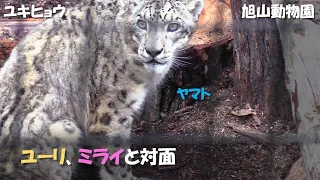 【ユキヒョウ】ヤマト、ユーリとミライに対面（旭山動物園）Snow leopard "Yamato" meets "Juli" and "Mirai"