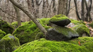 🌲 Різноманітність рослин 🌿 Природознавство 3 клас 🌳