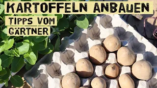 Kartoffeln selber anbauen - Pflanzzeit, Vorkeimen, Sorten Düngen - Anbau in Töpfen und Kübeln