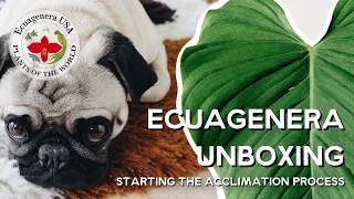 ecuagenera unboxing, starting the acclimation process and 1 month import check-up