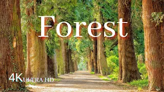 🔴4K Virtual Forest  Walk along | Middle Fork Trail at Snoqualmie | Relax Music