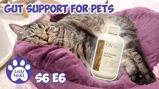 ION Gut Support For Pets * Cat Digestive Supplement S6 E6 Lucky Ferals
