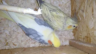 Самец защищает яйцо и самку