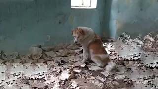 Loyal Dog Waits for Owner to Come Back to Pick Him in Dilapidated House, Crying Until He Goes Blind