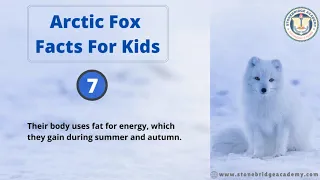 Arctic Fox Facts For Kids