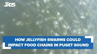 How jellyfish swarms could impact food chains in Puget Sound