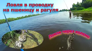 В проводку на пшеницу. Ловля через колено.