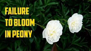 Failure To Bloom In Peony - Why Peonies Do Not Bloom - Poor Flower Production