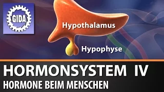 Trailer - Hormonsystem IV - Hormone beim Menschen - Biologie - Schulfilm