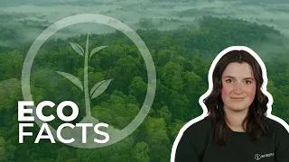 Why Should We Protect The Rainforests | Eco Facts | One Tree Planted