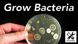 How to Grow Bacteria