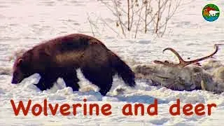 Росомаха и олень. Плато Путорана / Wolverine and deer / Siberia