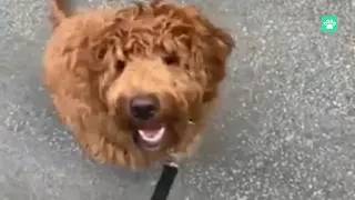Dog training with Dogo App