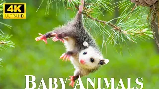 Cute Little Wild Animals With Relaxing Music, Good Mood Music, Baby Animals 4K  UHD