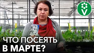 ЧТО ПОСЕЯТЬ В МАРТЕ НА РАССАДУ? Перечень культур и рекомендации по посеву