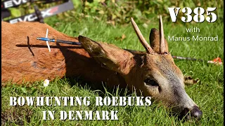 Bowhunting Roebucks in Denmark, with Marius Monrad, V385