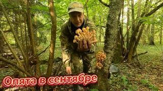 Опята в сентябре.Столько опят я ещё не видел