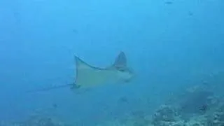 Eagle Ray Dancing