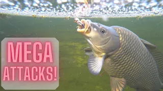 DEADLY mole crickets vs CARP, CATFISH, CHUB, IDE in HD!