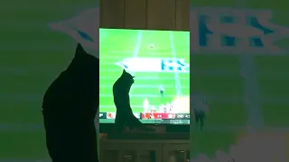 Cat LOVES watching #NFL Games! #Cats #Shorts