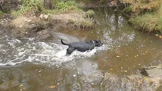 Slo-mo of Ebony in the River Alver