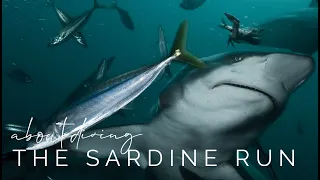 About diving the Sardine Run