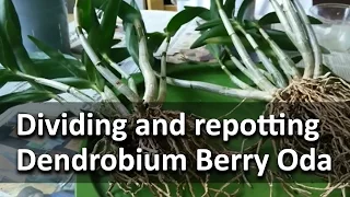 Repotting and dividing Dendrobium Berry Oda