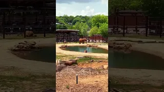 Enormous Eclectic Elephant at Zoo Atlanta with The Georgia Pinchis