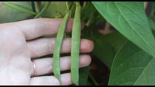 Growing Green Beans in Containers Update | Small Space Garden Series