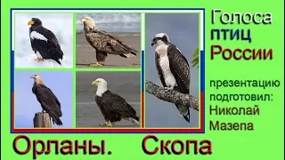 Орланы. Скопа. Голоса птиц России