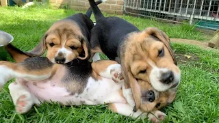 The Cutest Beagle Puppy Compilation! Very Funny & Cute Puppies!