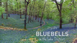 Bluebells in the Lake District | DJI Mini 2