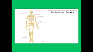 Das Skelett im Überblick | Strahlentherapie Prof. Hilke Vorwerk