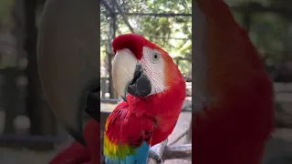 Papagayo, Selva Viva. San Martin - Peru 🇵🇪