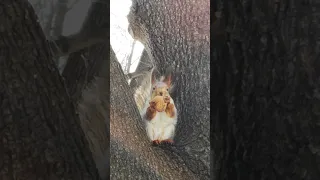 Как белка разгрызает грецкий орех 😉How squirrel deals with a walnut