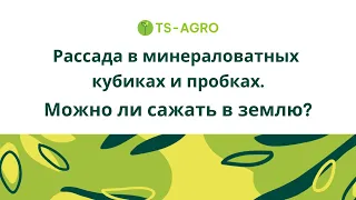 Рассада в минераловатных кубиках и пробках. Можно ли сажать в землю?